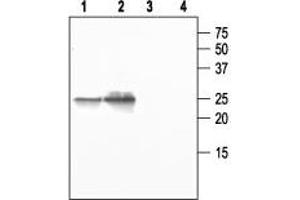 Western blot analysis of mouse salivary gland (1 and 3) and rat lung (2 and 4): - 1,2.