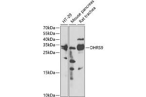 Western blot analysis of extracts of various cell lines, using DHRS9 antibody (ABIN6130324, ABIN6139603, ABIN6139604 and ABIN6221932) at 1:3000 dilution. (DHRS9 Antikörper  (AA 18-319))