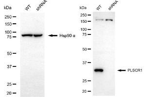 Western blotting analysis using PLSCR1 antibody (ABIN7799826). (PLSCR1 Antikörper)