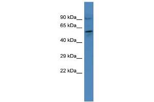 Western Blotting (WB) image for anti-Smu-1 Suppressor of Mec-8 and Unc-52 Homolog (SMU1) (N-Term) antibody (ABIN2505743) (SMU1 Antikörper  (N-Term))