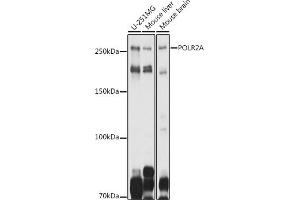 Western blot analysis of extracts of various cell lines, using POLR2A antibody (ABIN6130298, ABIN6145914, ABIN6145915 and ABIN6215095) at 1:1000 dilution. (POLR2A/RPB1 Antikörper  (AA 1-260))