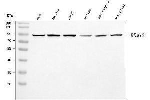 Western blot analysis of SWAN/RBM12 using anti-SWAN/RBM12 antibody (ABIN7601104).