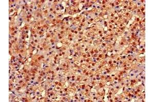 Immunohistochemistry of paraffin-embedded human adrenal gland tissue using ABIN7149214 at dilution of 1:100