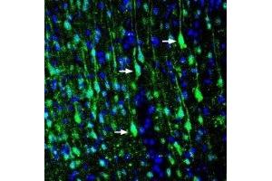 Expression of LRRTM1 in rat cortex - Immunohistochemical staining of perfusion-fixed frozen rat brain sections with Anti-LRRTM1 (extracellular) Antibody (ABIN7043302, ABIN7044730 and ABIN7044731), (1:200), followed by goat-anti-rabbit-AlexaFluor-488. (LRRTM1 Antikörper  (Extracellular))