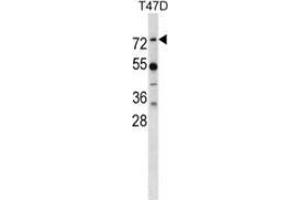 Western blot analysis in T47D cell line lysates (35ug/lane) using MX1 Antibody . (MX1 Antikörper  (Middle Region))