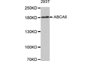 Western blot analysis of extracts of 293T cells, using ABCA6 antibody (ABIN5971637).