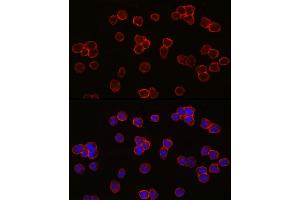 Immunofluorescence analysis of THP-1 cells using Ret Rabbit mAb (ABIN7269925) at dilution of 1:100 (40x lens). (Ret Proto-Oncogene Antikörper)