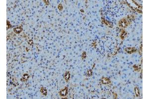 ABIN6279876 at 1/100 staining Mouse kidney tissue by IHC-P. (TRAPPC5 Antikörper  (Internal Region))