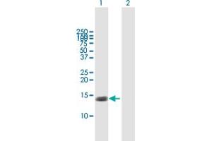 Western Blot analysis of TNFRSF12A expression in transfected 293T cell line by TNFRSF12A MaxPab polyclonal antibody. (TNFRSF12A Antikörper  (AA 1-129))