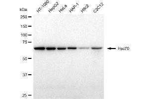 Western blotting analysis using Hsc70 antibody (ABIN7798857).