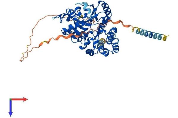 GXYLT2 Protein (AA 1-443) (His tag)