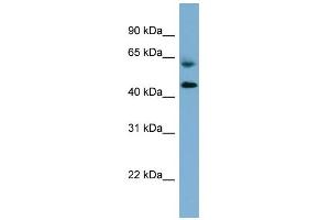 WB Suggested Anti-RMND1 Antibody Titration: 0.
