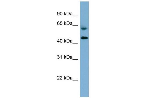 RMND1 antibody  (Middle Region)