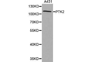 Western blot analysis of extracts of A431 cell lines, using PTK2 antibody. (FAK Antikörper)