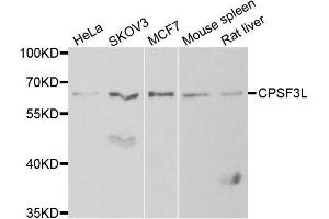 CPSF3L Antikörper  (AA 331-600)
