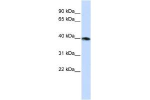 WB Suggested Anti-GNAZ Antibody Titration:  0. (GNaZ Antikörper  (N-Term))