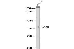 Western blot analysis of extracts of BxPC-3 cells, using AOAH antibody (ABIN6129812, ABIN6136942, ABIN6136943 and ABIN6214597) at 1:1000 dilution. (AOAH Antikörper  (AA 306-575))