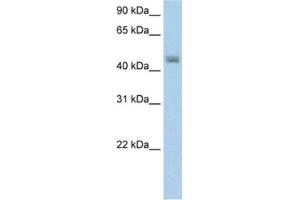 Western Blotting (WB) image for anti-Phenylalanine-tRNA Synthetase 2 (Mitochondrial) (FARS2) antibody (ABIN2462222) (FARS2 Antikörper)