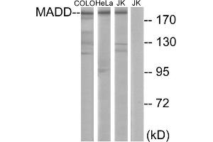 Western blot analysis of extracts from COLO cells, HeLa cells and Jurkat cells, using MADD antibody. (MADD Antikörper  (Internal Region))
