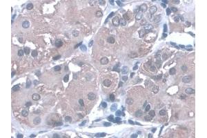 Detection of PGA in Human Stomach Tissue using Monoclonal Antibody to Pepsinogen A (PGA) (Pepsinogen A Antikörper  (AA 63-295))