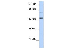 Western Blotting (WB) image for anti-PR Domain Containing 15 (PRDM15) antibody (ABIN2458212) (PRDM15 Antikörper)