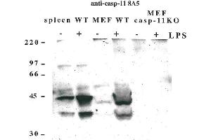 Western blot using anti-Caspase-11 (mouse), mAb (8A5)  detecting endogenous caspase-11 in mouse spleen and lymph node as two bands of 43 and 38 kDa after exposure to LPS. (Caspase 4 Antikörper)