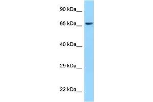 Western Blotting (WB) image for anti-ClpX Caseinolytic Peptidase X (CLPX) (C-Term) antibody (ABIN2789497)