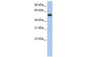 WB Suggested Anti-RUNX1  Antibody Titration: 0. (RUNX1 Antikörper  (Middle Region))