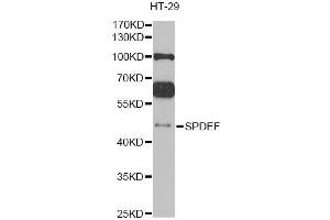Western blot analysis of extracts of HT-29 cells, using SPDEF antibody (ABIN2560106) at 1:1000 dilution. (SPDEF/PSE Antikörper)