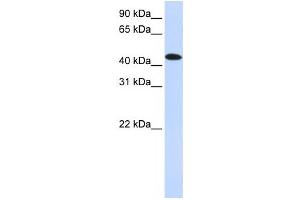 Western Blotting (WB) image for anti-MAP Kinase Interacting serine/threonine Kinase 2 (MKNK2) antibody (ABIN2459882) (MKNK2 Antikörper)