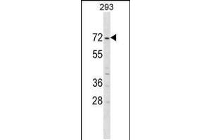 Western blot analysis in 293 cell line lysates (35ug/lane). (ZNF643 Antikörper  (AA 205-231))