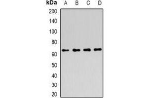Western blot analysis of ATIC expression in MCF7 (A), HepG2 (B), HT29 (C), K562 (D) whole cell lysates. (ATIC Antikörper)