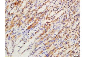 Immunohistochemistry (Paraffin-embedded Sections) (IHC (p)) image for anti-G Protein-Coupled Receptor 15 (GPR15) (AA 51-150) antibody (ABIN702835)