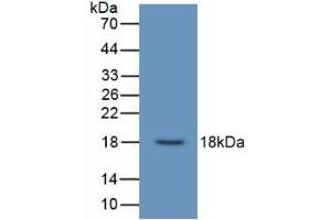Detection of Recombinant UCN3, Human using Monoclonal Antibody to Urocortin 3 (UCN3) (UCN3 Antikörper  (AA 22-161))