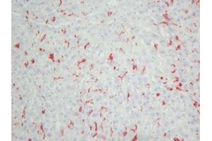 Mouse liver frozen tissue section (Macrophages (pan) Antikörper)