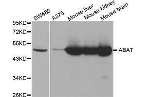 Western blot analysis of extracts of various cell lines, using ABAT antibody (ABIN5973045) at 1/1000 dilution. (ABAT Antikörper)