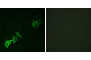 P-peptide - +Immunofluorescence analysis of A549 cells, using Abl (Phospho-Tyr393/412) antibody. (ABL1 Antikörper  (pTyr393, pTyr412))