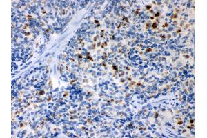 Anti- TNF Receptor II Picoband antibody, IHC(P) IHC(P): Rat Spleen Tissue