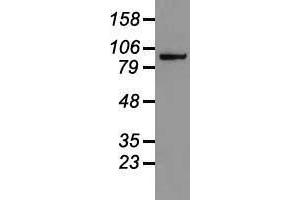 Image no. 3 for anti-Catenin (Cadherin-Associated Protein), beta 1, 88kDa (CTNNB1) (AA 531-781) antibody (ABIN1496902)
