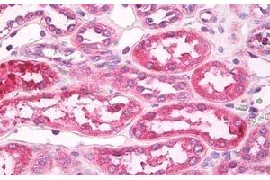Image no. 2 for anti-Toll-Like Receptor 4 (TLR4) (AA 420-435) antibody (ABIN1491512) (TLR4 Antikörper  (AA 420-435))