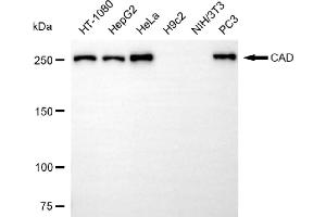 Western blotting analysis using CAD antibody (ABIN7797866).