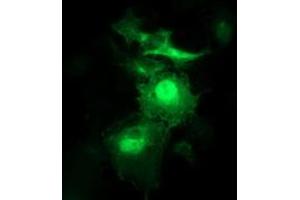 Immunofluorescence (IF) image for anti-Synaptosomal-Associated Protein, 25kDa (SNAP25) antibody (ABIN1501015) (SNAP25 Antikörper)