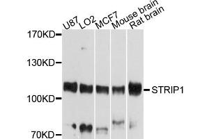 Western blot analysis of extract of various cells, using STRIP1 antibody. (STRIP1 Antikörper)
