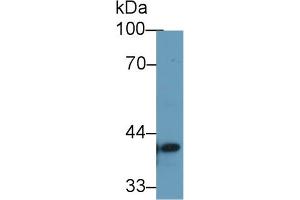 Western Blot; Sample: Human 293T cell lysate; Primary Ab: 1µg/ml Rabbit Anti-Human TMEM173 Antibody Second Ab: 0.