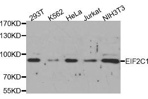 Western Blotting (WB) image for anti-Eukaryotic Translation Initiation Factor 2C, 1 (EIF2C1) antibody (ABIN1877051) (AGO1 Antikörper)