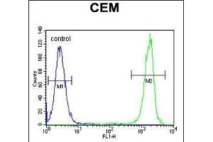 NUDT22 Antibody (C-term) (ABIN655227 and ABIN2844833) flow cytometric analysis of CEM cells (right histogram) compared to a negative control cell (left histogram). (NUDT22 Antikörper  (C-Term))