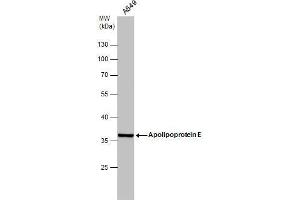 WB Image Whole cell extract (30 μg) was separated by 10% SDS-PAGE, and the membrane was blotted with Apolipoprotein E antibody , diluted at 1:1000. (APOE Antikörper  (N-Term))