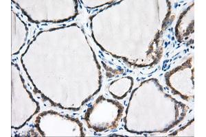 Immunohistochemical staining of paraffin-embedded Human pancreas tissue using anti-PDE4A mouse monoclonal antibody. (PDE4A Antikörper)