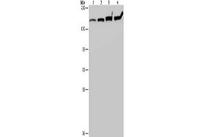 Gel: 6 % SDS-PAGE, Lysate: 40 μg, Lane 1-4: HT29 cells, A549 cells, 293T cells, Hela cells, Primary antibody: ABIN7191558(MYBBP1A Antibody) at dilution 1/200, Secondary antibody: Goat anti rabbit IgG at 1/8000 dilution, Exposure time: 20 seconds