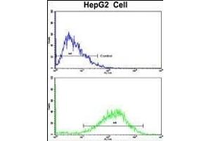 Flow cytometric analysis of HepG2 cells using SIL1 Antibody (Center)(bottom histogram) compared to a negative control cell (top histogram).